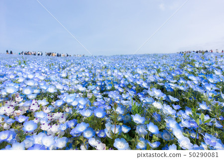 Nemophila Field 日立海濱公園 50290081