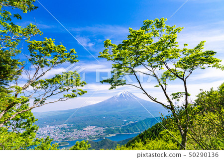 (Yamanashi Prefecture) Mt. Fuji in early summer seen from Shindoen 50290136