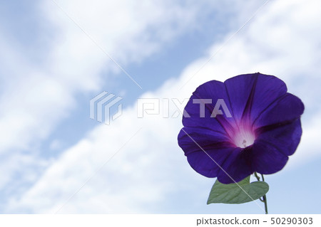 Morning glory 50290303