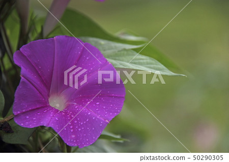 Morning glory 50290305