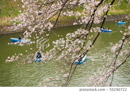 Cherry blossom festival at Chidorigafuchi Park. Cherry blossom festival at Chidorigafuchi Park. 50290722