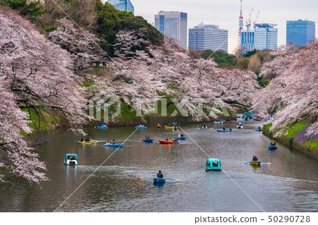Cherry blossom festival at Chidorigafuchi Park. 50290728