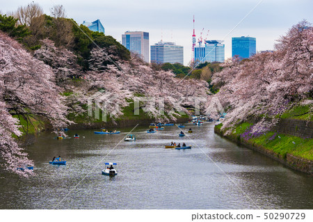 Cherry blossom festival at Chidorigafuchi Park. Cherry blossom festival at Chidorigafuchi Park. 50290729
