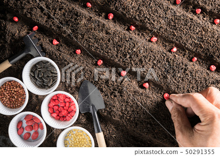Hand planting seeds in soil 50291355