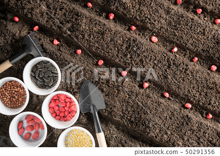 Seeds and young plants planted in soil 50291356