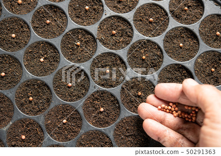 Hand planting seeds in soil in nursery tray 50291363