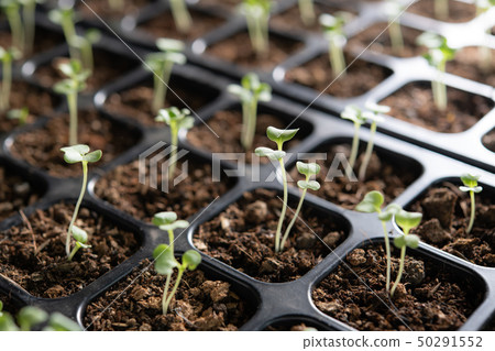 Young plants growing in nursery tray in the garden Young plants growing in nursery tray in the garden 50291552