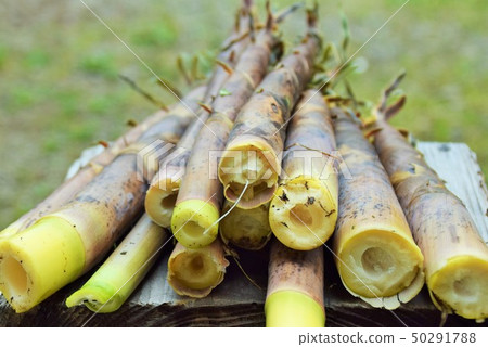 鹿兒島縣阿久根市古竹小山岳 50291788