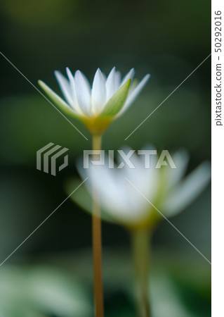 漂浮在被弄髒的花前面的荷花 50292016