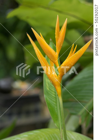 黃色花heliconia用水滴下 黃色花heliconia用水滴下 50292017