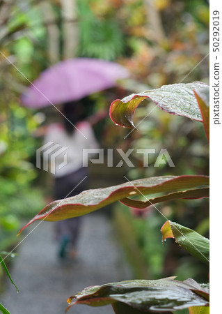 A large leaf tropical plant that is struck by the rain 50292019