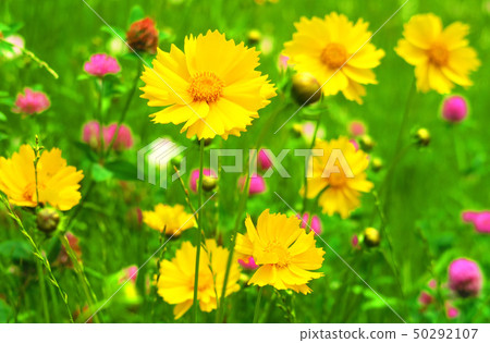 Flower of Okin Keiki 50292107