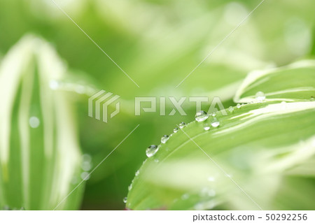 新鮮的綠色在雨天 50292256