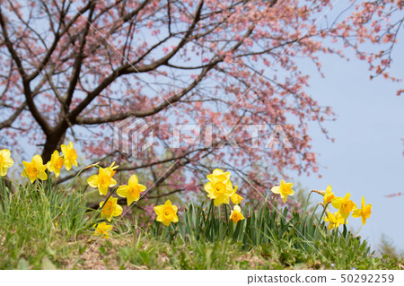 北Asaba Sakurajiku公園阿蘇櫻花櫻花盛開 50292259