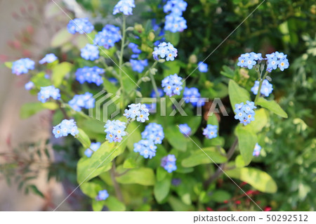 Forget-me-not flowers 50292512