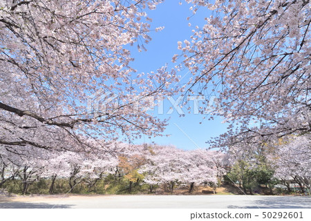 Miyamae-ku Sakura盛開的大台公園 50292601