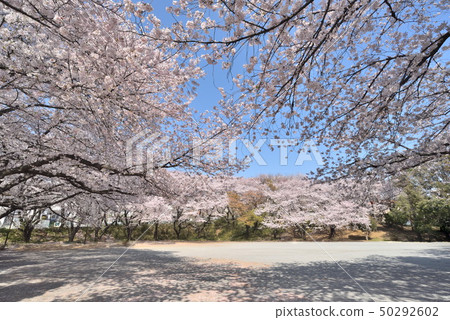 Miyamae-ku Sakura盛開的大台公園 50292602