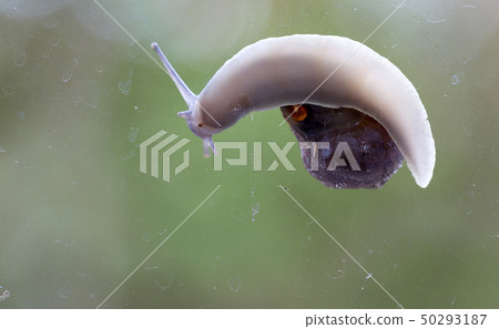 Common garden snail underside view - Ditry glass 50293187