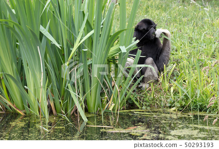 Adult white handed gibbon Adult white handed gibbon 50293193