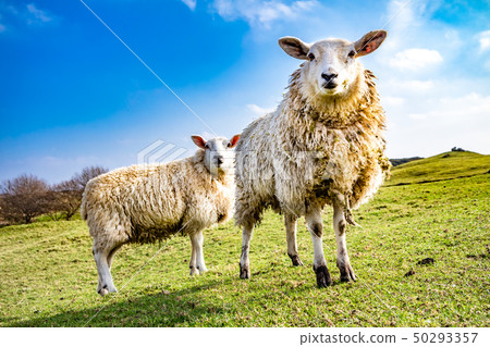 Funny Flock of Staring Sheep looking into the camera Funny Flock of Staring Sheep looking into the camera 50293357