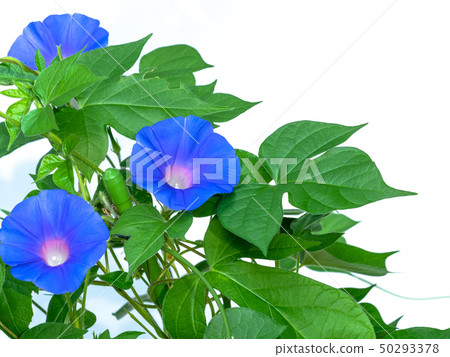 Blue morning glory Blue morning glory 50293378