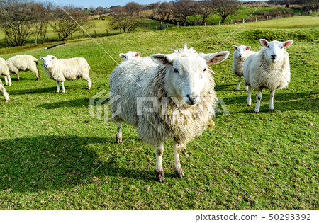 Funny Flock of Staring Sheep looking into the camera Funny Flock of Staring Sheep looking into the camera 50293392