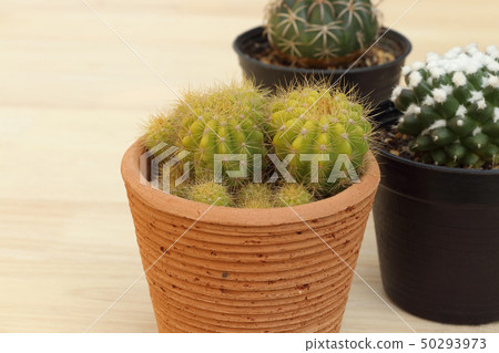 Collection of small cactus or succulent plants. 50293973