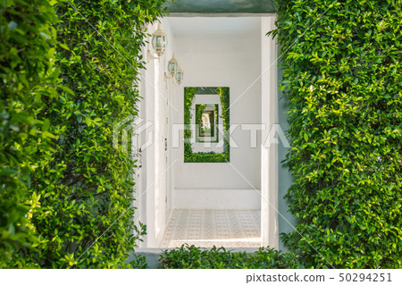 Tunnel of white wall covered with green ivy. Tunnel of white wall covered with green ivy. 50294251