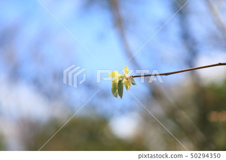 樹芽 50294350