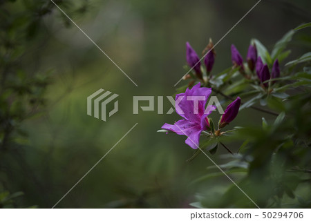 Azalea Azalea 50294706