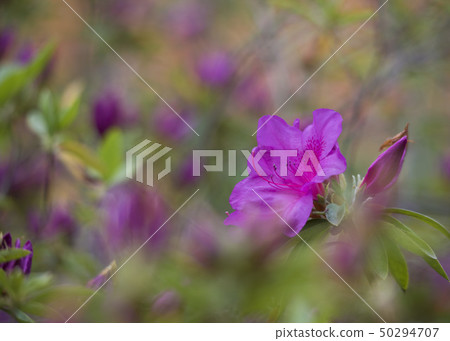 Azalea 50294707