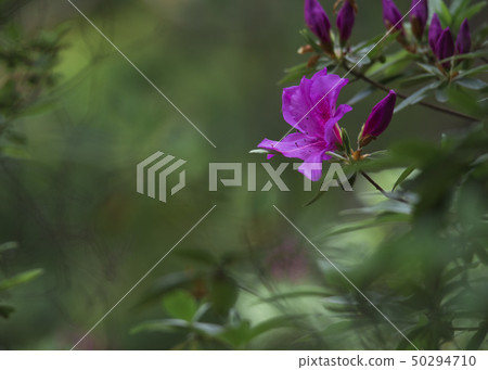 Azalea Azalea 50294710
