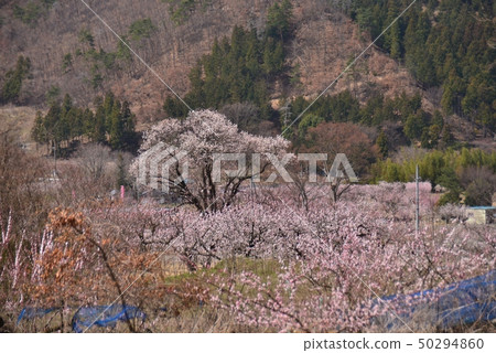 Anzu flower in full bloom 50294860