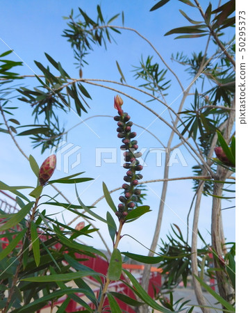 西班牙植物花 50295373