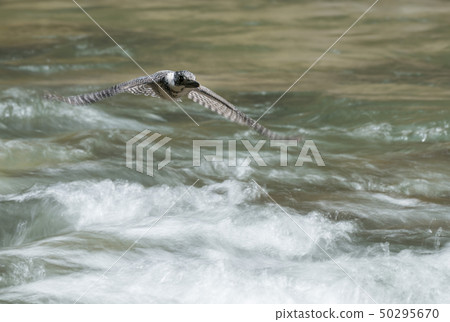 冠魚狗 冠魚狗 50295670