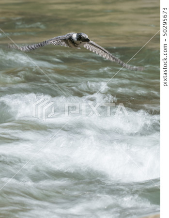 Yamazaki Yamazaki 50295673