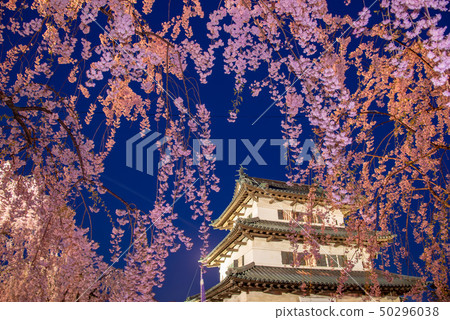 Aomori Hirosaki Castle Cherry blossoms in full bloom on the Tenshu 50296038