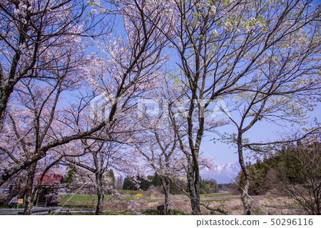 Iwate Prefecture Shizukuishicho Nagaho Hiroho Cherry blossoms Little Rose Snow Iwate Mountain 50296116