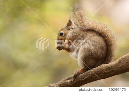Japanese squirrel winter hair tail eating food on a branch Japanese squirrel winter hair tail eating food on a branch 50296473