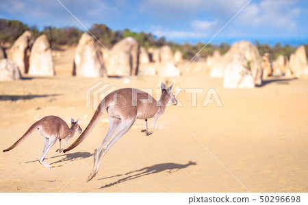 Kanggaroo family jump in Pinnacles rock park  50296698