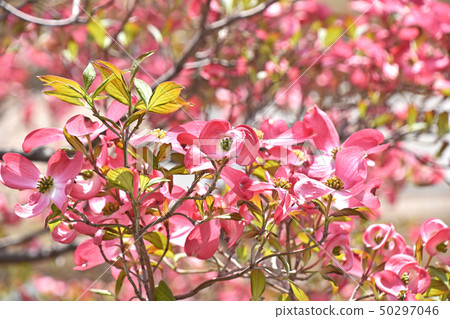 山茱萸(花木) 山茱萸(花木) 50297046