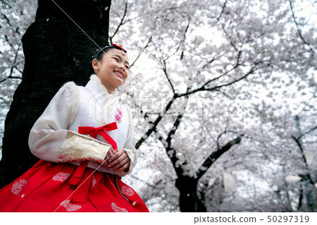 Korean lady in Hanbok dress in white cherry  50297319