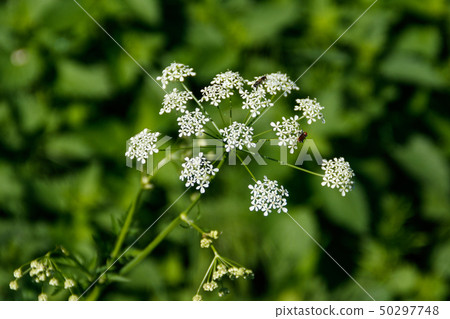Water hemlock (Conium maculatum) flowers Water hemlock (Conium maculatum) flowers 50297748