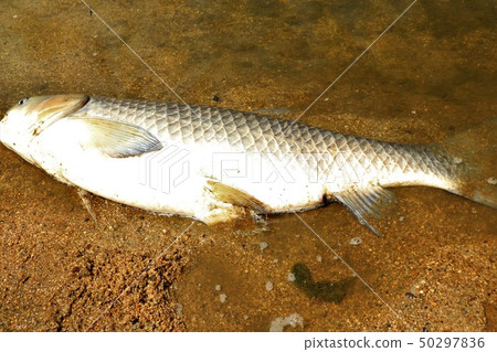 Freshwater fish: Grass fish: 115 cm: Fishing on the Kamogawa River: Hirakata City, Osaka Prefecture Freshwater fish: Grass fish: 115 cm: Fishing on the Kamogawa River: Hirakata City, Osaka Prefecture 50297836