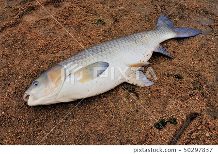 Freshwater fish: Grass fish: 115 cm: Fishing on the Kamogawa River: Hirakata City, Osaka Prefecture Freshwater fish: Grass fish: 115 cm: Fishing on the Kamogawa River: Hirakata City, Osaka Prefecture 50297837