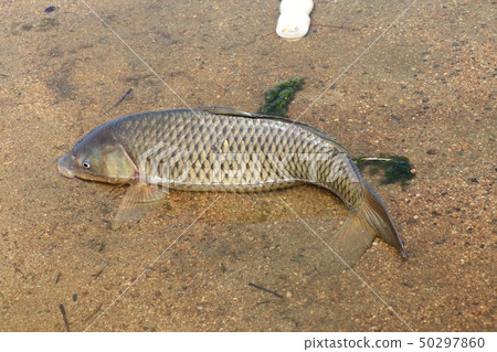 淡水魚：三文魚：75厘米：在鴨川縣釣魚：大阪府枚方市 50297860