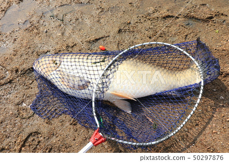淡水魚:草魚:115厘米:在鴨川河上釣魚:大阪府枚方市 淡水魚:草魚:115厘米:在鴨川河上釣魚:大阪府枚方市 50297876