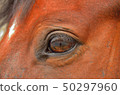 在馬的眼中看到了什麼 50297960