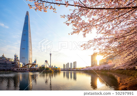 Morning sunrise in cherry blossom park, seoul city Morning sunrise in cherry blossom park, seoul city 50297991