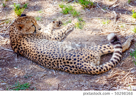 A Cheetah Lying At Rest A Cheetah Lying At Rest 50298168